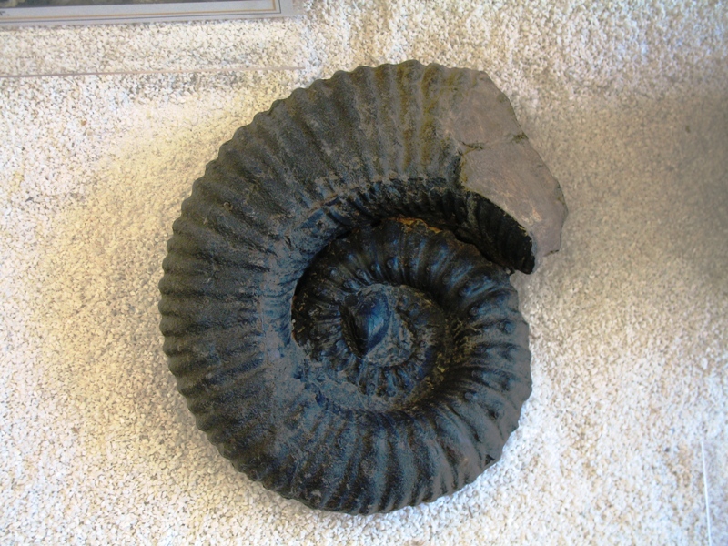  Museo El Fósil, The Fossil Museum, Villa de Leyva, Colombia