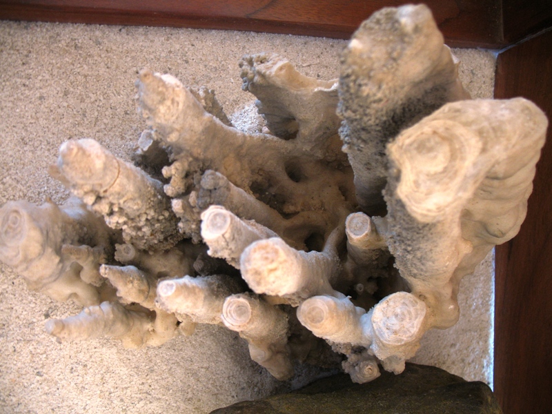  Museo El Fósil, The Fossil Museum, Villa de Leyva, Colombia