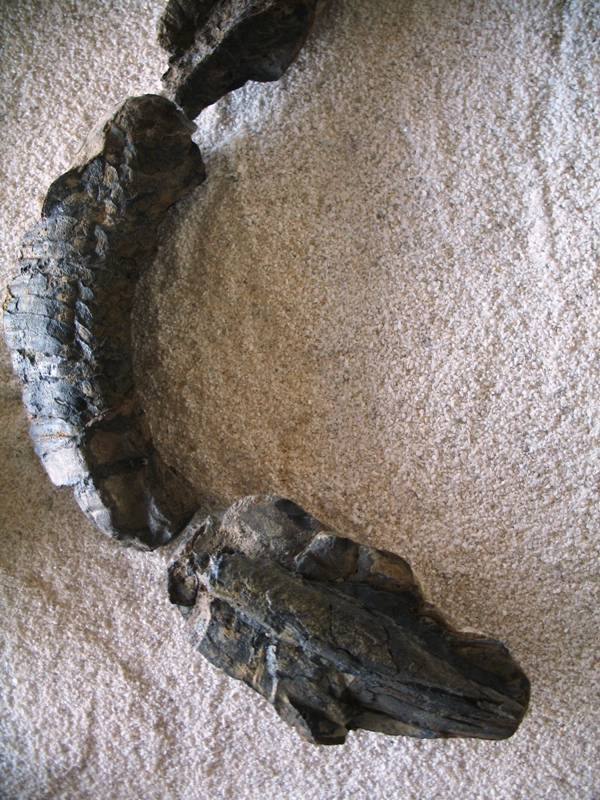 Museo El Fósil, The Fossil Museum, Villa de Leyva, Colombia