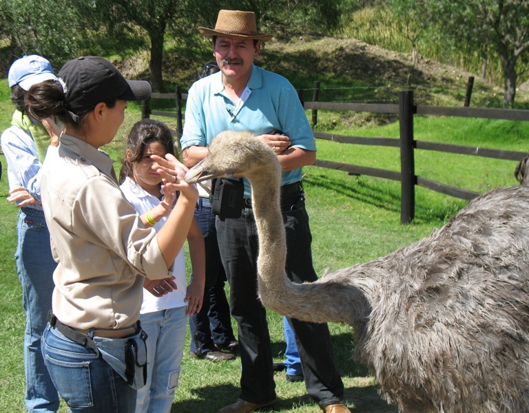 Granja de Avestruces, Ostrich Farm, Villa de Leyva, Colombia 