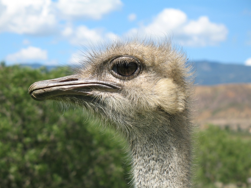 Granja de Avestruces, Ostrich Farm, Villa de Leyva, Colombia 