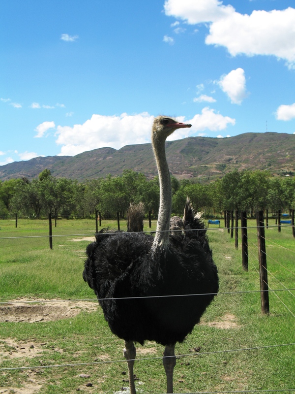 Granja de Avestruces, Ostrich Farm, Villa de Leyva, Colombia 