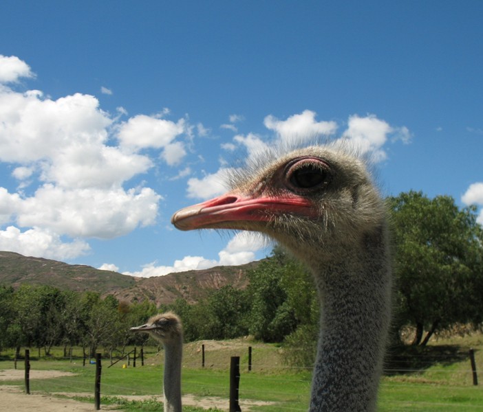  Ostrich Farm, Villa de Leyva, Colombia 