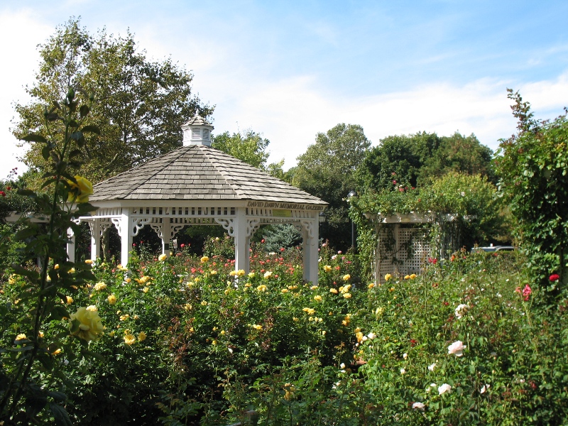  Rose Garden &amp; David Dawn Memorial.  Southampton, New York