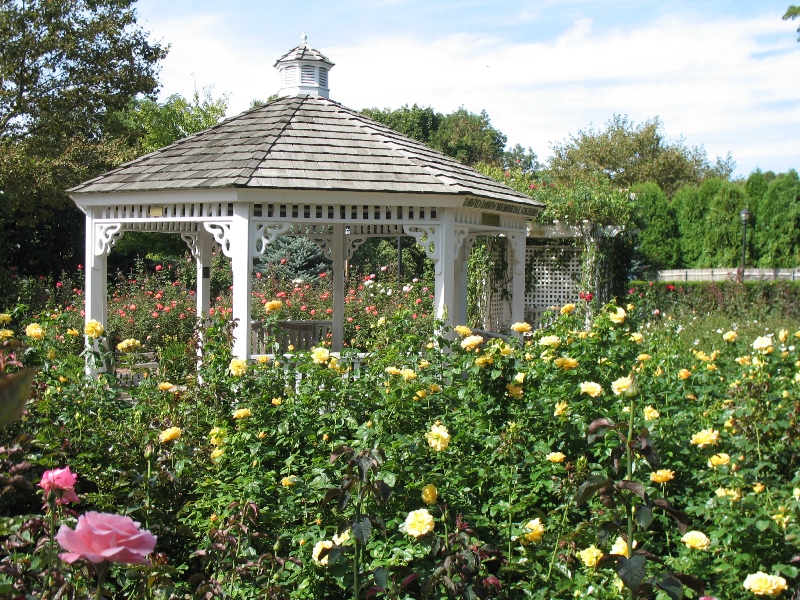  Rose Garden &amp; David Dawn Memorial.  Southampton, New York