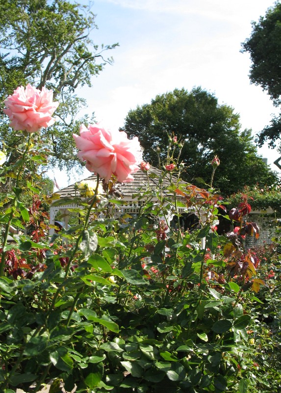  Rose Garden &amp; David Dawn Memorial.  Southampton, New York