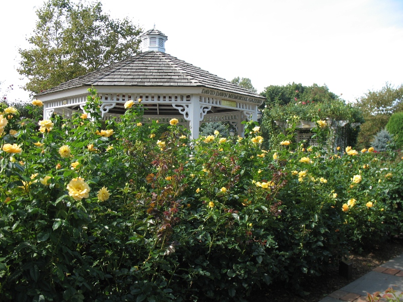  Rose Garden &amp; David Dawn Memorial.  Southampton, New York