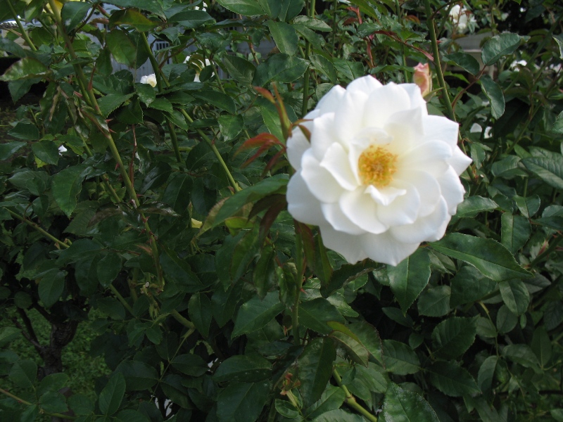  Rose Garden &amp; David Dawn Memorial.  Southampton, New York