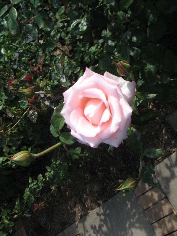  Rose Garden &amp; David Dawn Memorial.  Southampton, New York