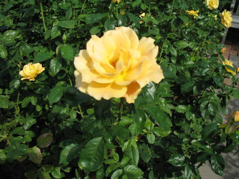  Rose Garden &amp; David Dawn Memorial.  Southampton, New York