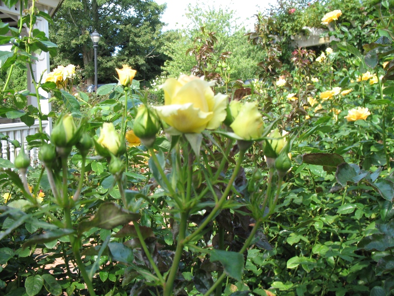  Rose Garden &amp; David Dawn Memorial.  Southampton, New York