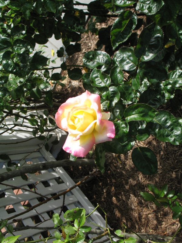  Rose Garden &amp; David Dawn Memorial.  Southampton, New York