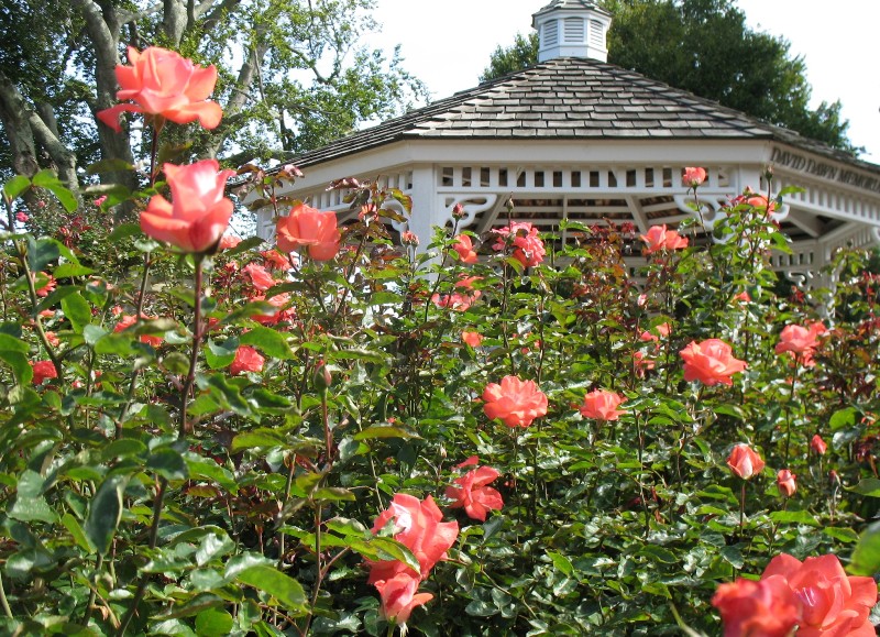  Rose Garden &amp; David Dawn Memorial.  Southampton, New York