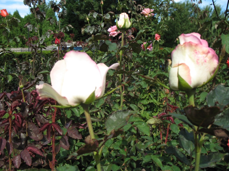  Rose Garden &amp; David Dawn Memorial.  Southampton, New York