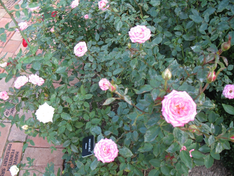  Rose Garden &amp; David Dawn Memorial.  Southampton, New York