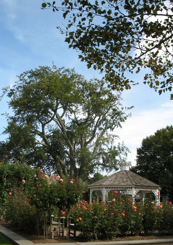  Rose Garden &amp; David Dawn Memorial.  Southampton, New York