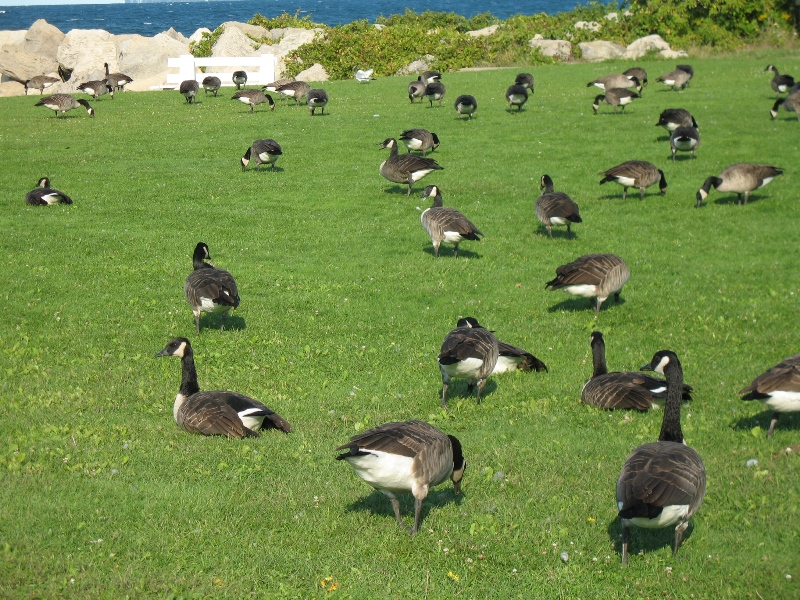 Lake Ontario, Canada