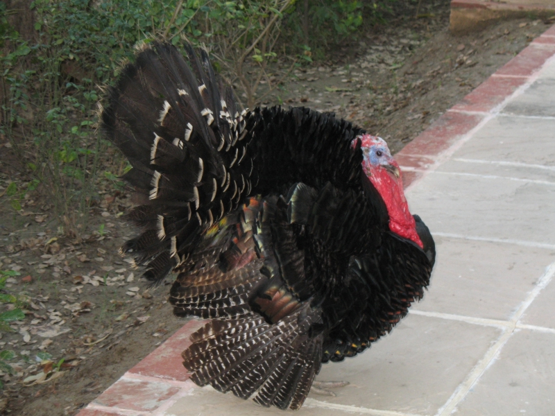 The Bagh, Bharatpur, India