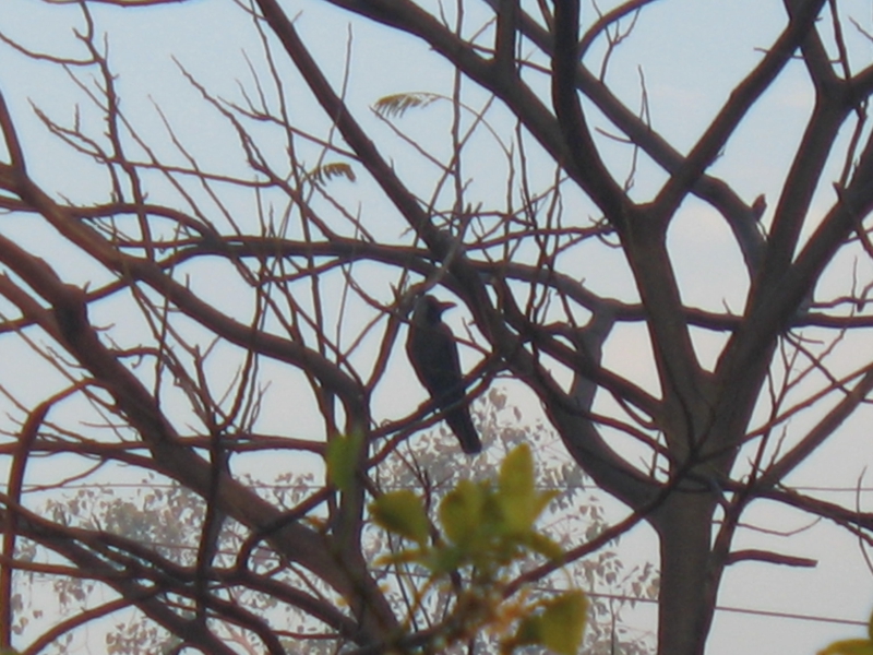 The Bagh, Bharatpur, India