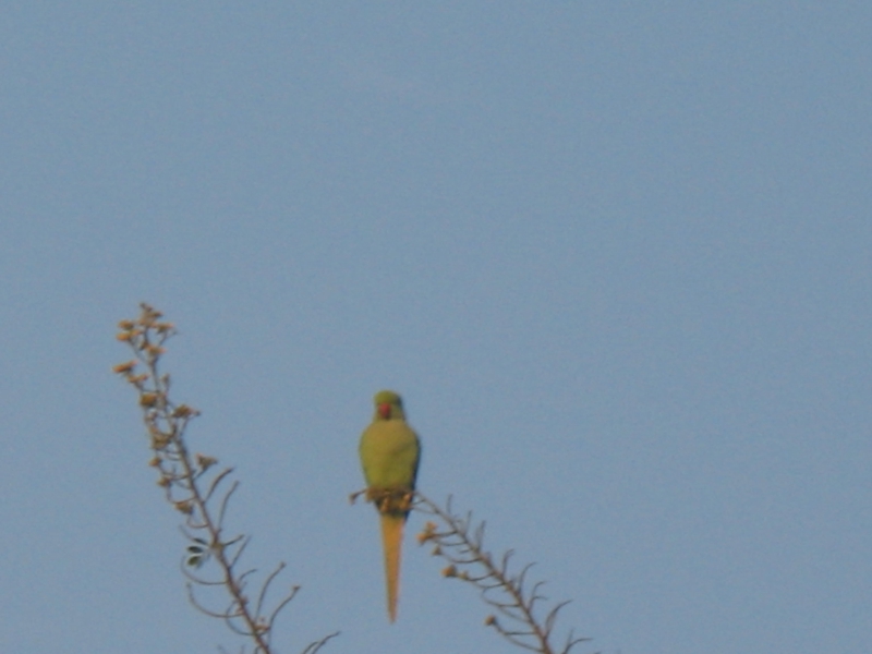 The Bagh, Bharatpur, India