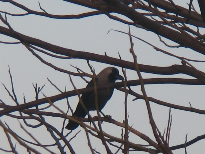 The Bagh, Bharatpur, India