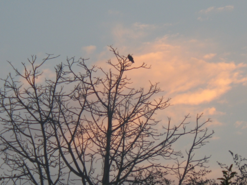 The Bagh, Bharatpur, India