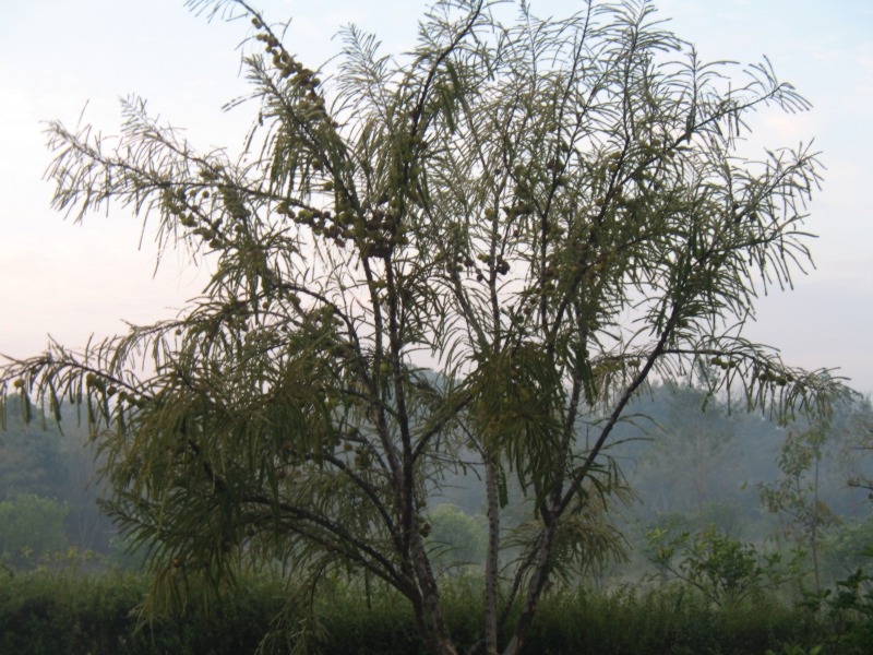 The Bagh, Bharatpur, India