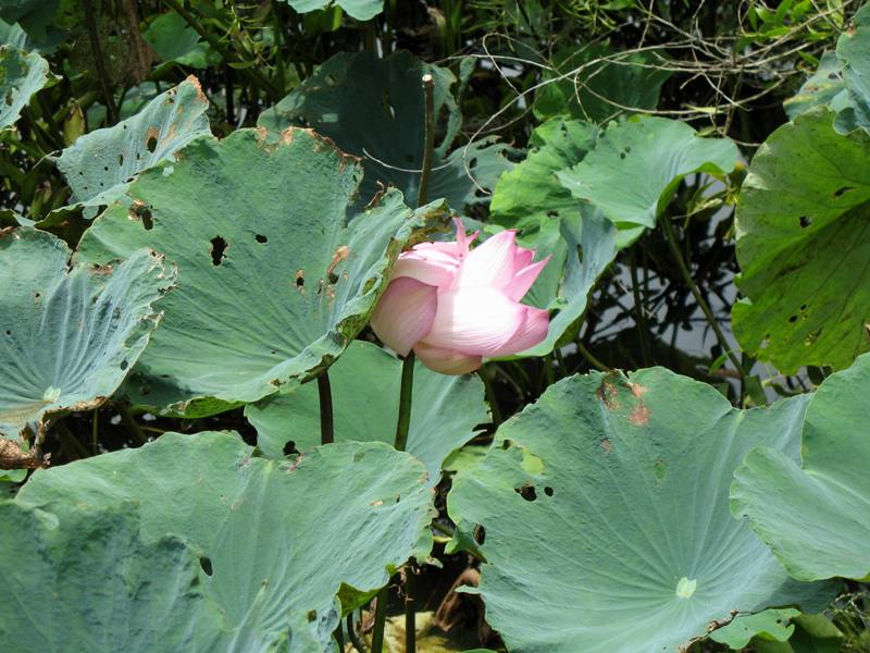 Chiang Saen Lake, Northern Thailand