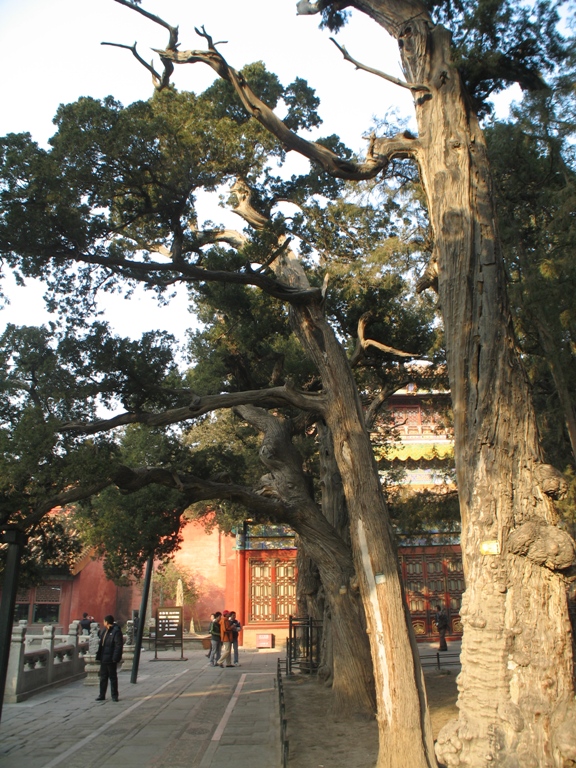  Imperial Gardens, Forbidden City, Beijing