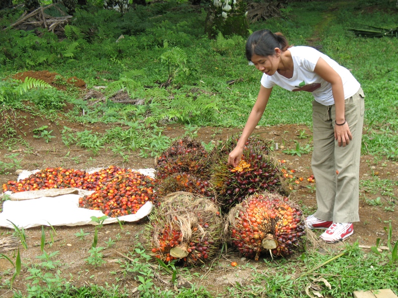 Fresh Fruit, Medan, North Sumatra