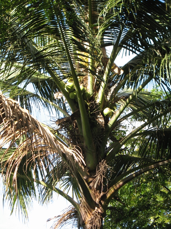  On the Road, Sumatra, Indonesia