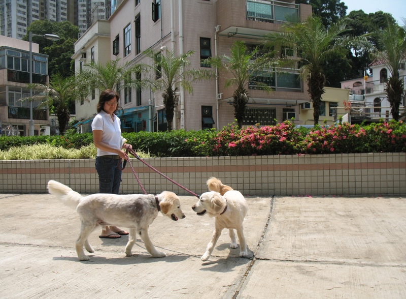 Tsang Tai Uk, Hong Kong