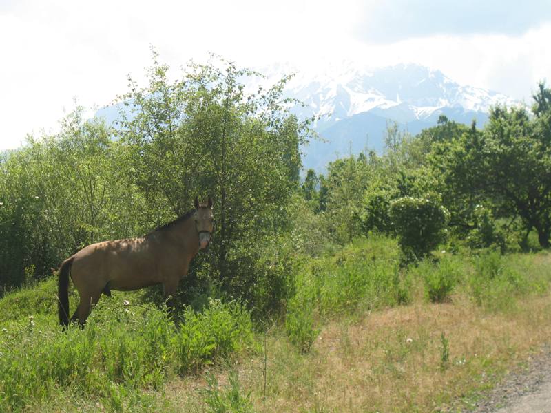 Chimgan, Ugam-Chatkal National Park, Uzbekistan