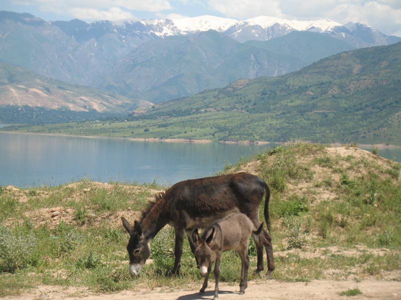 Chorvoq Reservoir, Uzbekistan 