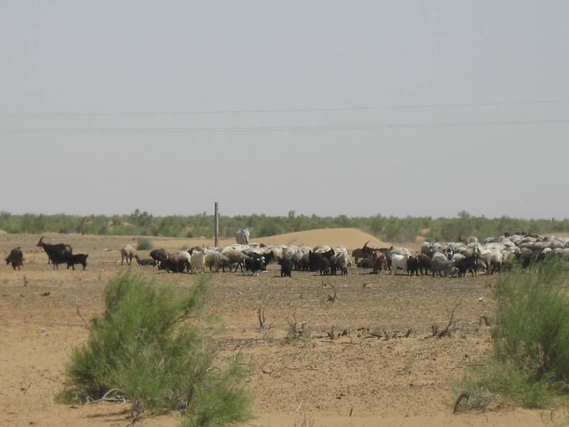 Kara Kum Desert, Uzbekistan 