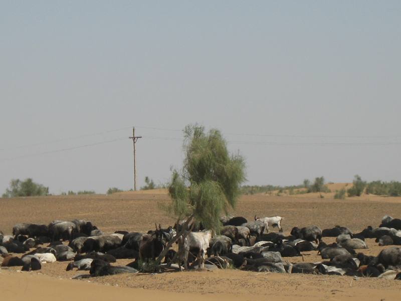 Kara Kum Desert, Uzbekistan 