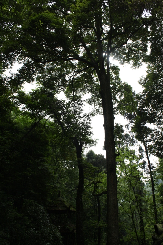   Qing Cheng Shan, Chengdu, Sichuan Province