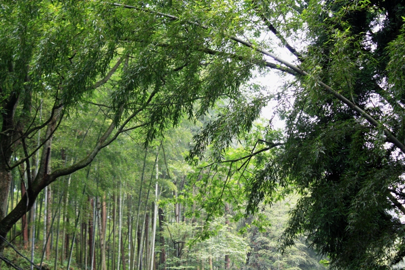  Zhangjiajie, Wulingyuan Scenic Area