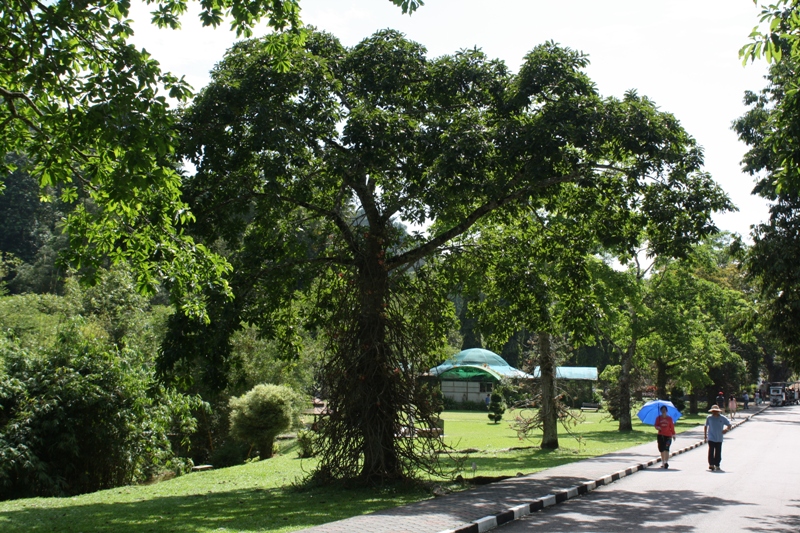 Botanical Gardens, Penang, Malaysia