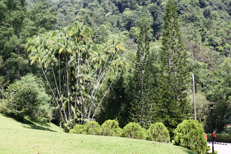 Botanical Gardens, Penang, Malaysia