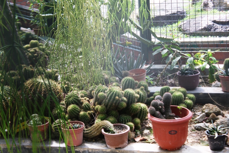 Botanical Gardens, Penang, Malaysia