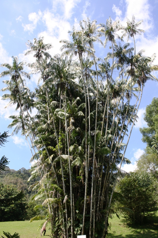 Botanical Gardens, Penang, Malaysia