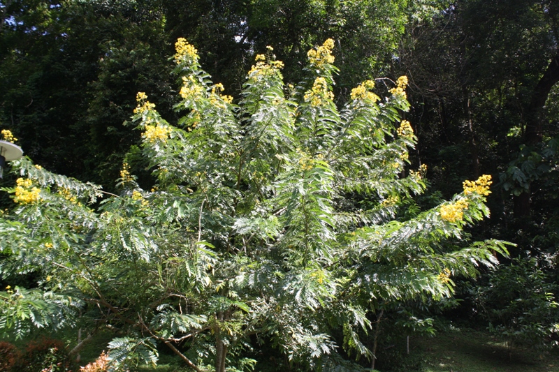 Botanical Gardens, Penang, Malaysia