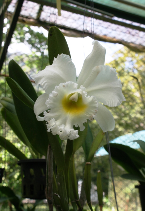 Botanical Gardens, Penang, Malaysia