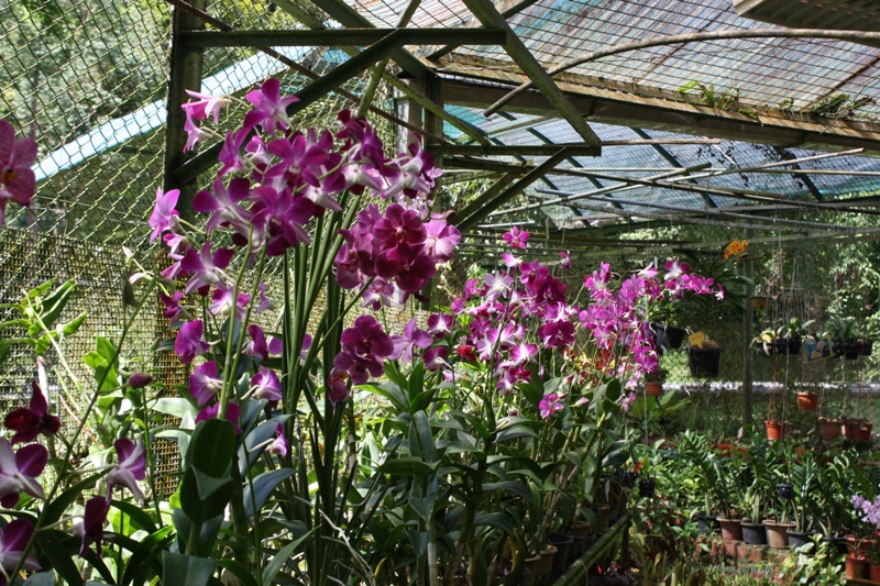 Botanical Gardens, Penang, Malaysia