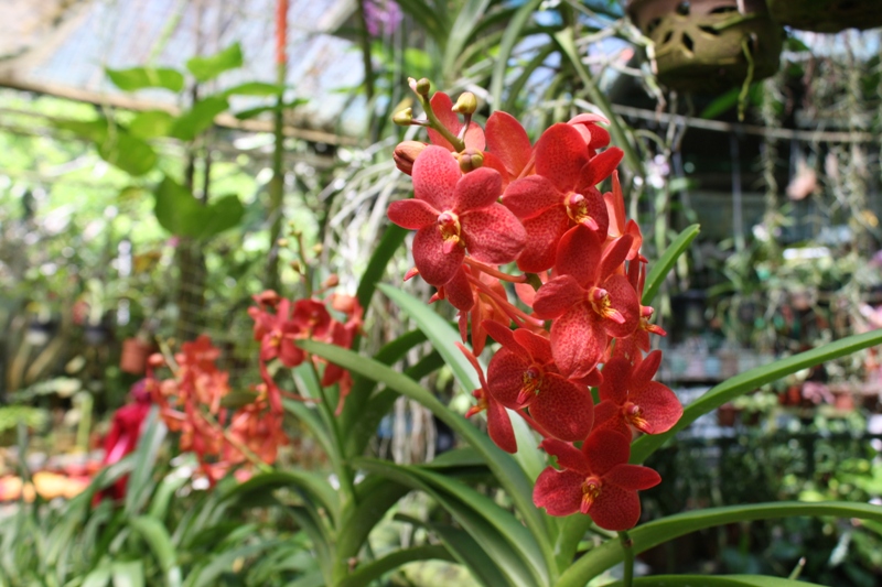 Botanical Gardens, Penang, Malaysia