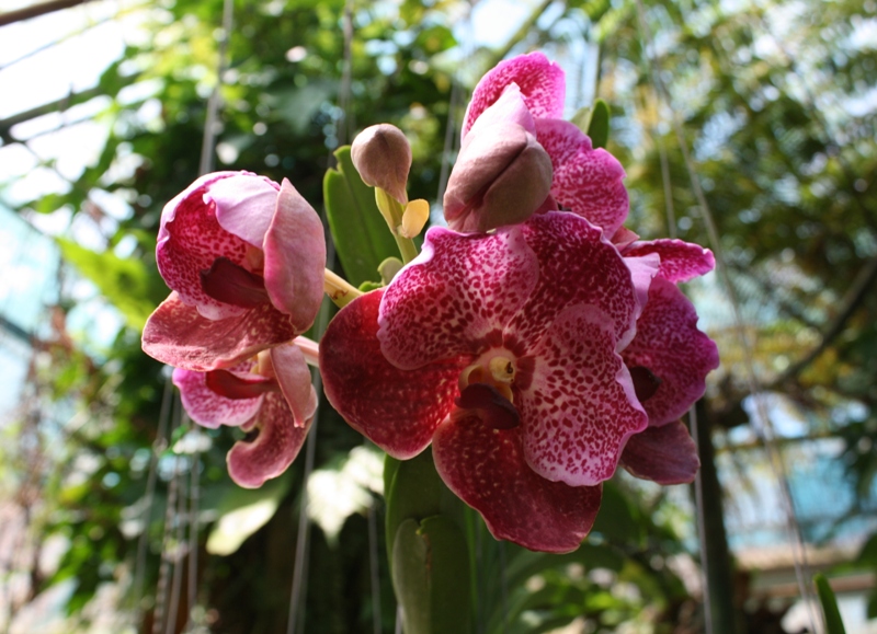 Botanical Gardens, Penang, Malaysia