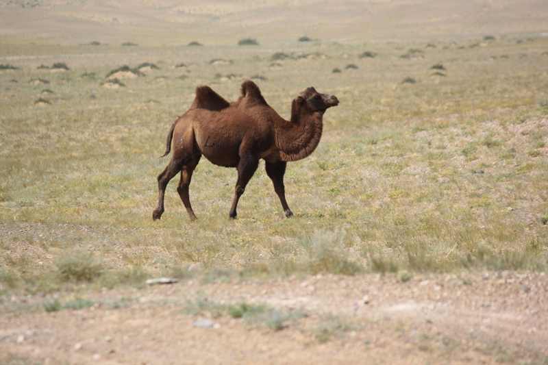 To Yolynam, The Gobi, Mongolia