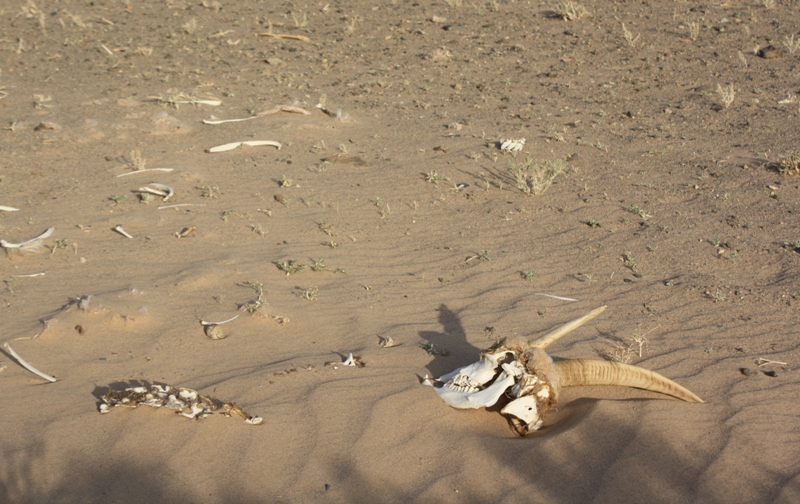 The Gobi, Mongolia