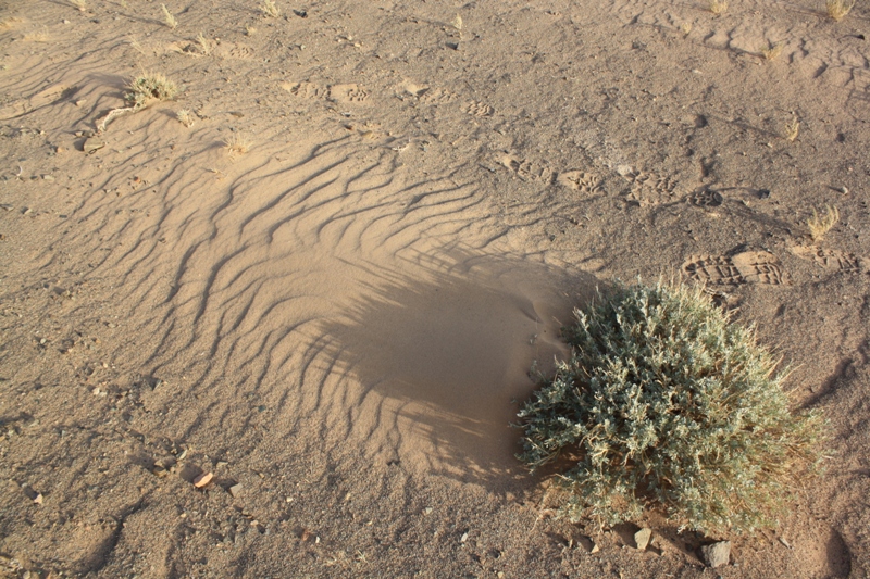 The Gobi, Mongolia